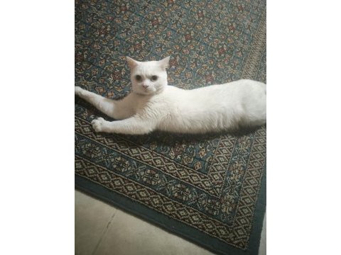 British shorthair oğlumuz mia