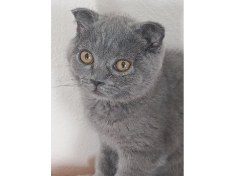 3 aylık erkek yavrular