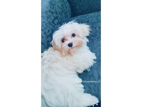 Kore maltese