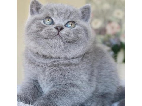 Top kafa gri british shorthair 