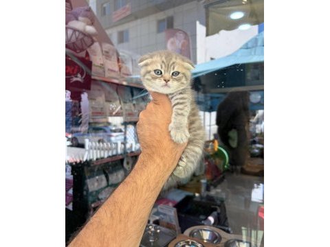 Dünyalar güzeli minik kediler