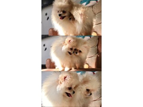 Pomeranian boo ırk garantili yavrular