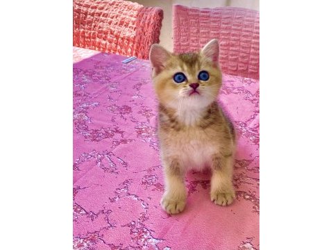 Black golden safkan güzel gözlü tatlı kız kedimiz