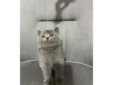 British shorthair dişi