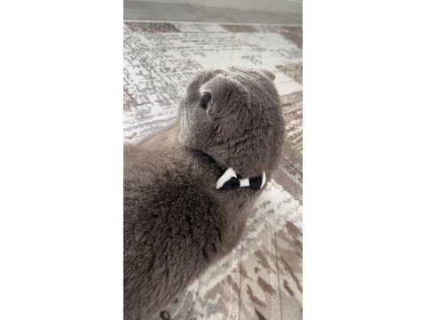 2 buçuk yaşında british shorthair kedimiz duman