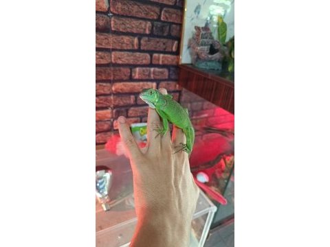 Yavru yeşil iguana