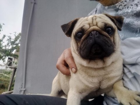 Doğum garantili dişi ler pug