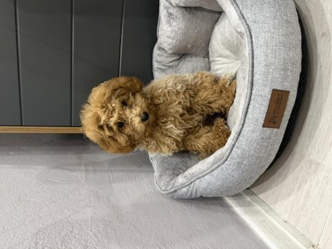 3 aylık tuvalet eğitimli red toy poodle