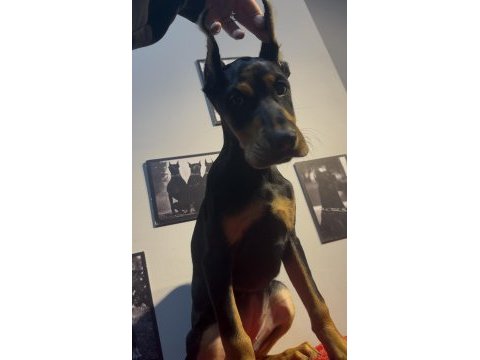 Estetikli doberman bebekler