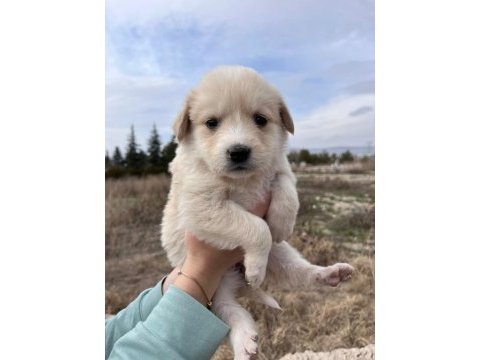 Yavru köpeğimizi ücretsiz sahiplendirme