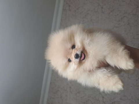 Minik panda dişi ve erkek köpekler