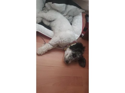 4 aylık erkek köpeğimiz