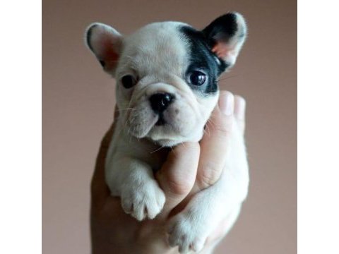 50 günlük fransız bulldog yavrularımız