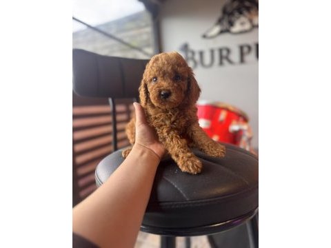 İçinizi ısıtan toy poodle bebekler
