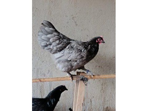 Blue australop kuluçkalık yumurta