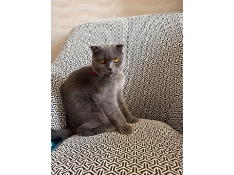 2 yaşında kısır scottish fold dişi