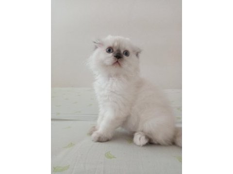 Uyguna brittish longhair acil 2 aylık dişi