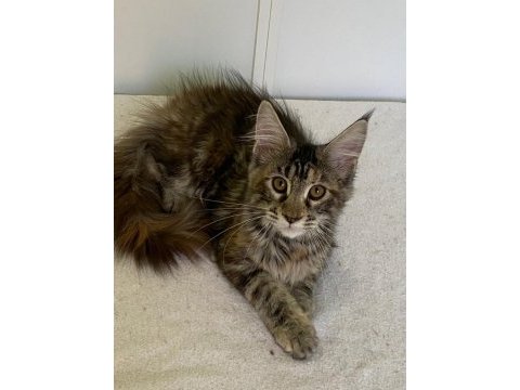 Şecereli maine coon dişi tortie