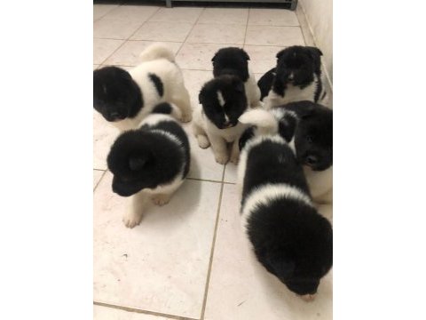 Amerikan akita köpeği
