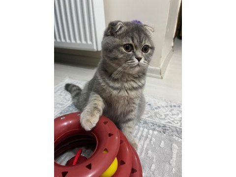 Güzeller güzeli bir scottish fold kız
