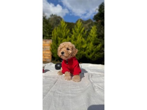 Bal yavrumuz maltipoo