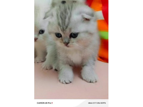 Scottish fold erkek bebek