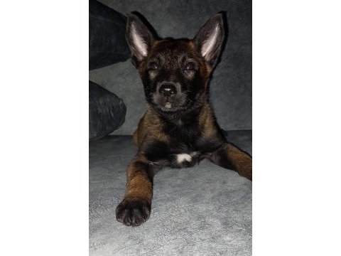 Malinois sadece ne istediğini bilenler iletişime geçsin