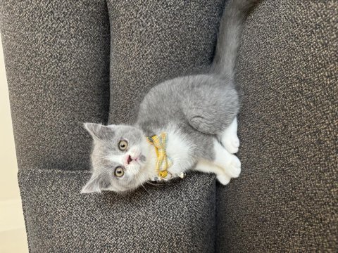 British shorthair bicolor