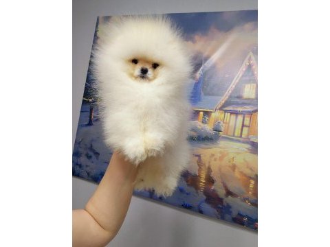 Pomeranian boo bebekler