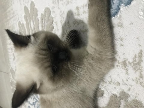 Bakmaya kıyamadığım british shorthair