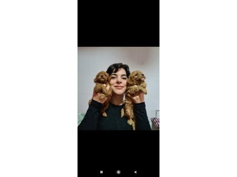 Apricot poodle yavrularımız pet pasaportlu