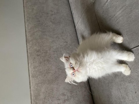 İran persian
