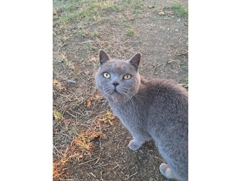 British shorthair çok sevecen