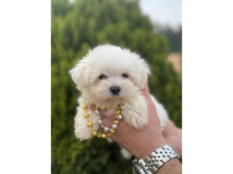 Orjinal maltese bebeklerimiz