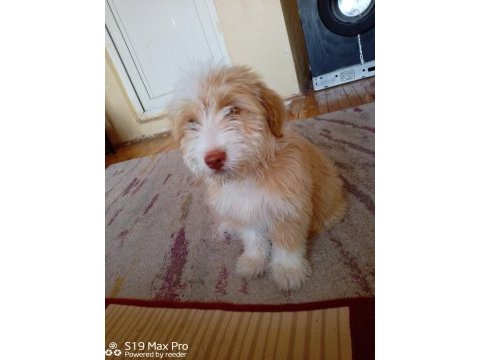 1 yaşında çok akılı ve uysal eğitimli maltipoo