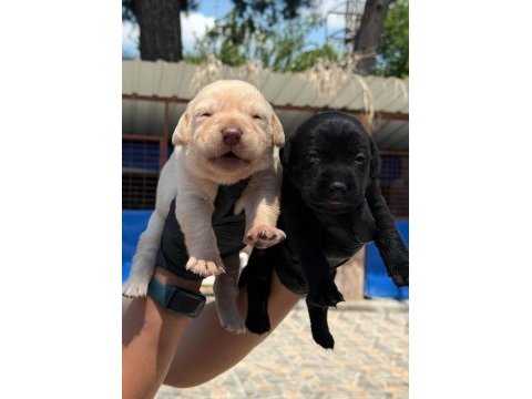 Labrador yavrularımız ruhsatlı çiftliğimizden