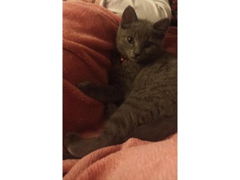 Cüzi sahiplendirilecektir british shorthair