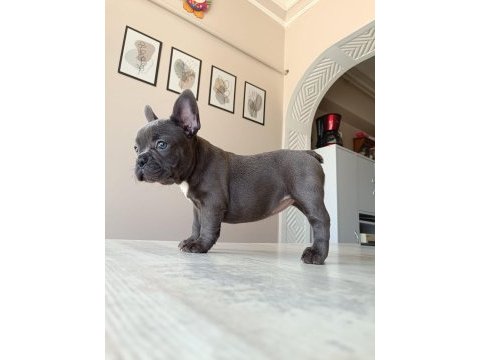 Blue french bulldog
