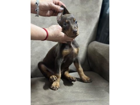 65 günlük dişi ve erkek doberman yavruları