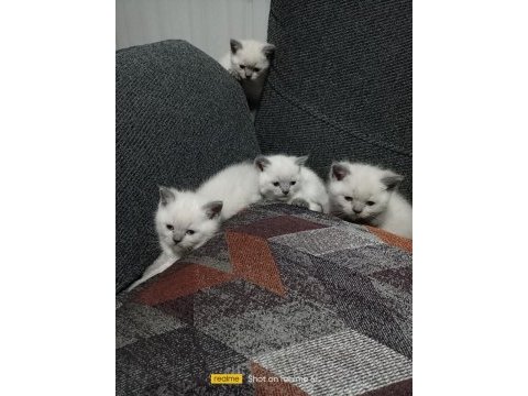 British shorthair blue point yavrular