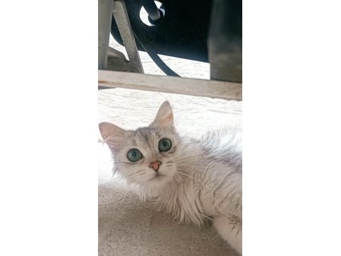 Sakin ev kedisi tasmalı bir şekilde buldum kendisini