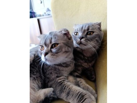 İki kardeş british shorthair