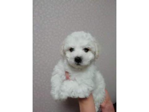 Orjinal bichon frise yavrularımız