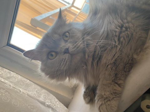 British longhair 1 yaşında kedimiz