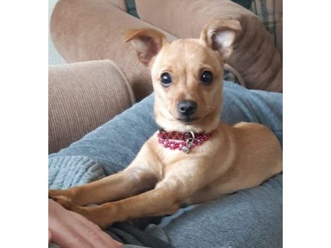 1.5 yaşındaki pinscher kızımıza yuva arıyoruz