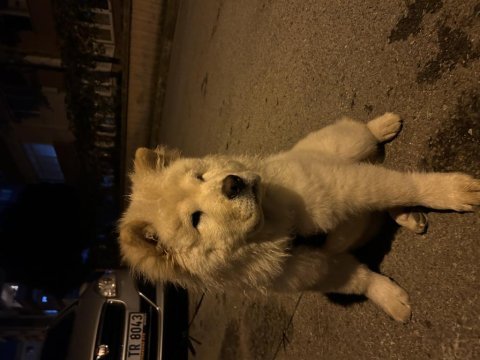 Tatlılar tatlısı çin aslanı köpeğimiz mars