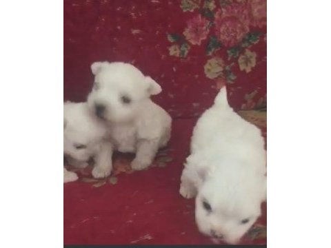 Maltese terier yavrular