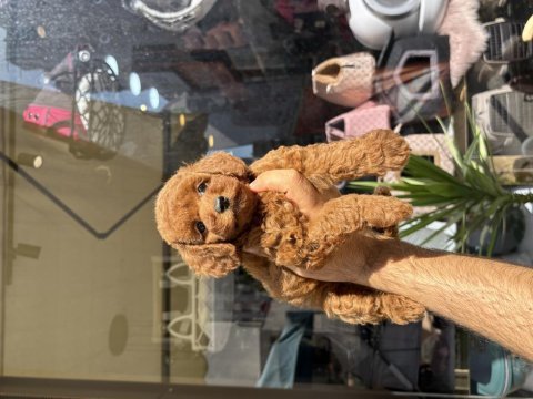 Toy poodle prenses