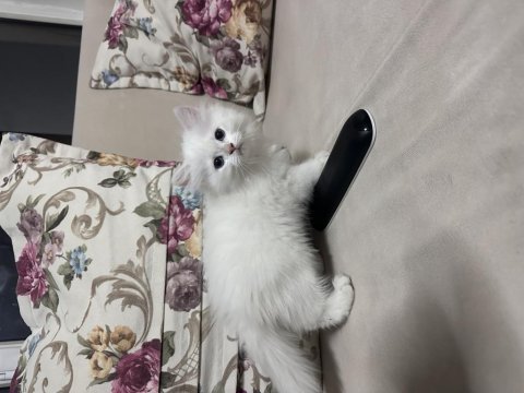 British longhair erkek yavru