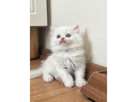 British longhair bebeklerimiz yeni yuvalarını arıyor